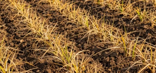 Managing Cover Crop Termination Timing for Maximum Soil Biology